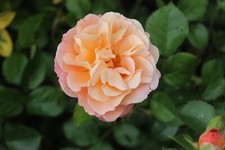 Buff beauty hybrid for sale  NOTTINGHAM
