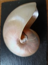 Nautilus prinzessin ihrer gebraucht kaufen  Neustadt