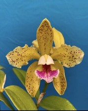Cattleya schofieldiana green for sale  San Francisco