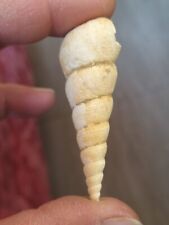 Turritella fossile b62 usato  Spedire a Italy