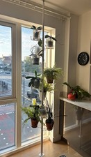 Pole climbing plants for sale Pole climbing plants for sale  LONDON