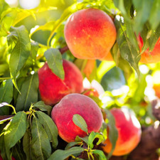 indian peach tree for sale indian peach tree for sale Denver