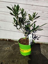 Mini olive tree for sale  HARLOW