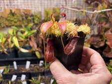 Nepenthes petiolata tropical for sale  Bloomington