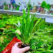 Live java fern for sale  SCUNTHORPE