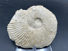 Nice texas fossil for sale  Burleson