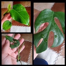 3xableger monstera deliciosa gebraucht kaufen  Telgte