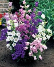 Mixed campanula medium for sale  UK