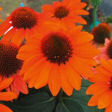 Echinacea hybrida papallo for sale  PETERBOROUGH
