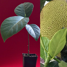 fruit jack tree for sale  Denver