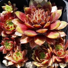 Sempervivum little flirt gebraucht kaufen  Mettenheim