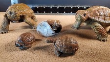 Tortoise family lot for sale  Bradenton