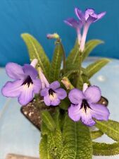 Streptocarpus fernwood many for sale  San Francisco