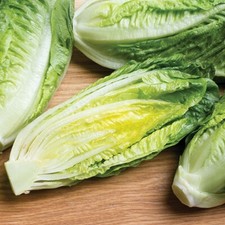 Lettuce plants romaine for sale  EVESHAM