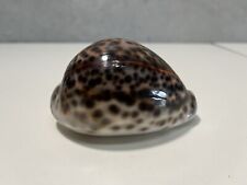Cypraea tigris hawaiian for sale  West Palm Beach