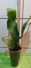 Epiphyllum xypetalum junge gebraucht kaufen  Linz