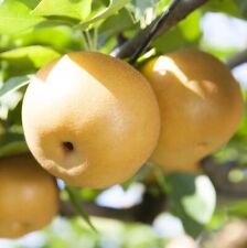 Nashi asiatische apfelbirne gebraucht kaufen  Essen