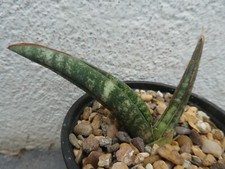 Sansevieria tabby green for sale  PLYMOUTH