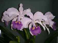 Cattleya lawre mossiae d'occasion  Paris XV