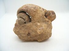 Conchiglia fossile lumachina usato  Cassano Magnago