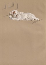 1946 sealyham terrier for sale  BIDEFORD