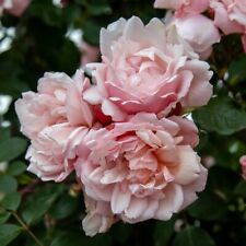 Rambling rose albertine for sale  HAVERFORDWEST