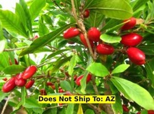Miracle berry fruit for sale  Miami