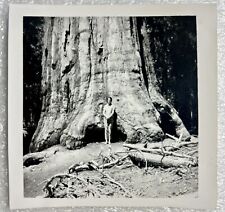 Yosemite giant redwood for sale  Fort Worth