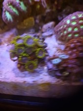 Zoa colony multi for sale  MALVERN