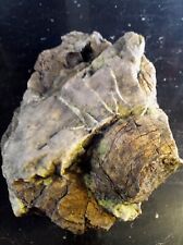 Legno fossile pietrificato usato  Roma