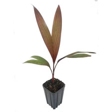 Maroon crownshaft palm for sale  Denver