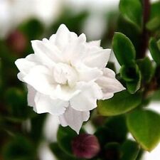 Bonsai double white for sale  Wadsworth