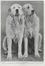 Great pyrenees duo for sale  Tampa