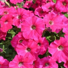 Petunia surfinia hot for sale  GLASGOW