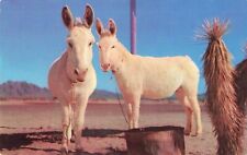 Postcard white donkeys for sale  Bourbonnais