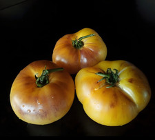 Tomate sgt peppers gebraucht kaufen  Berlin