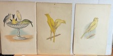 19th chromolithograph canaries for sale  Burlington
