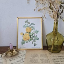 Illustration botanique redout� d'occasion  Salvagnac
