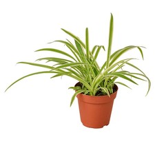 Spider plant reverse for sale  Old Town