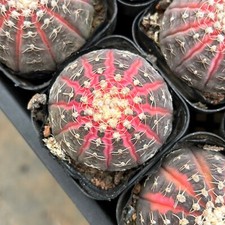 Gymnocalycium ragonesei varieg for sale  Northport