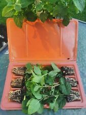 Unusual rare mint for sale  CREWE