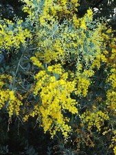 Graines acacia podalyriifolia d'occasion  Sabres