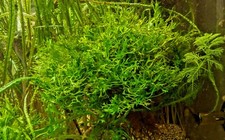 Lace java fern for sale  Garland