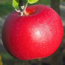 Winterapfel roter berlepsch gebraucht kaufen  Detmold