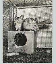 Chinchillas toys cage d'occasion  Expédié en Belgium