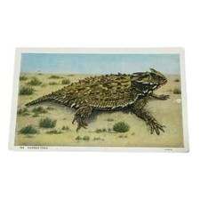 Postcard horned toad for sale  Maiden
