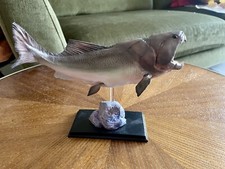 Thinkart dunkleosteus modell gebraucht kaufen  Berlin