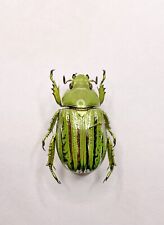 Entomology taxidermy chrysina usato  Roma