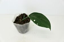 Rhaphidophora decursiva for sale  Garden City