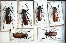 Good size beetles for sale  PERSHORE